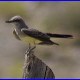 Western Kingbird JPG