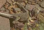 Collared lizard JPG file