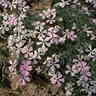 JPG file of Phlox blossoms