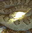 Rattlesnake JPG file