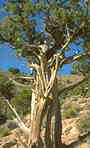 Intertwining Juniper trees JPG file